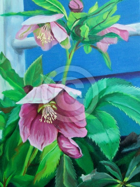 Lenten Rose