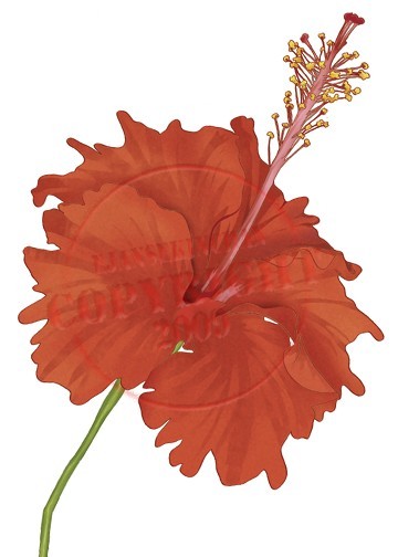 Hibiscus