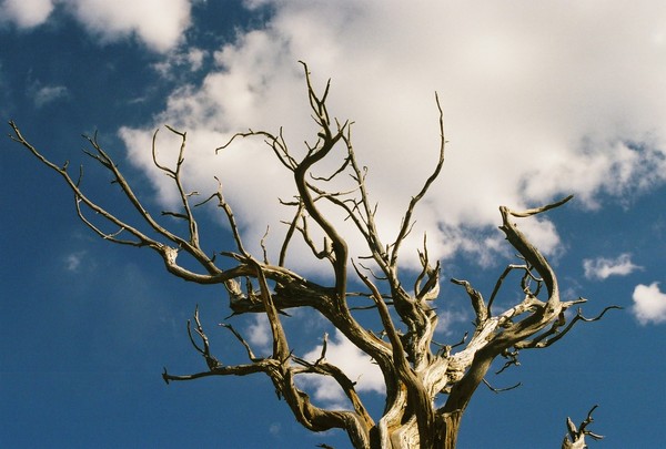 Skeleton Tree