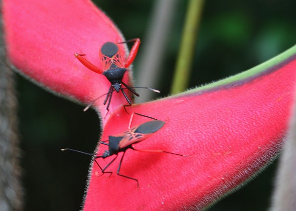The Red and Black Bug Dance: Assassin Beetles