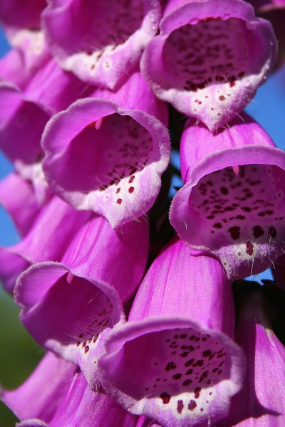 Cascade of Foxgloves