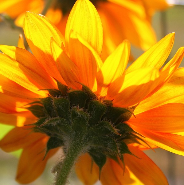 Sunlight, Sunflower
