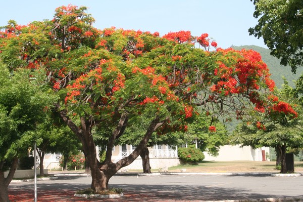 Royal Poinciana Tree