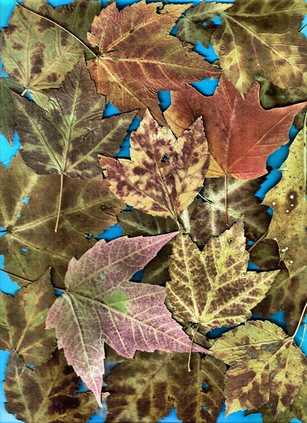 Leaves Collage 7 4 2b