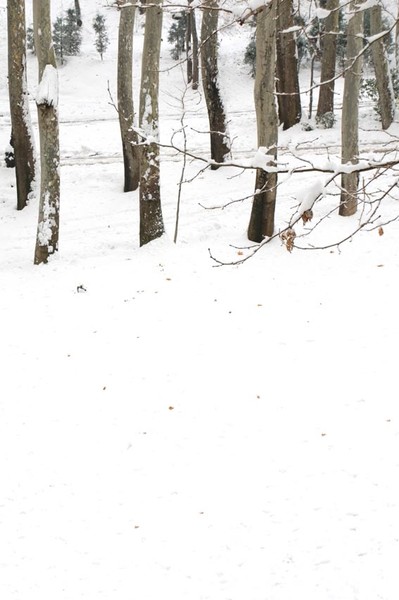 07_TreeSnow