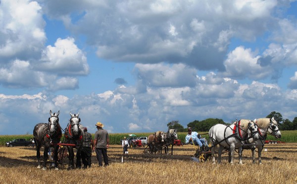 Six Horses