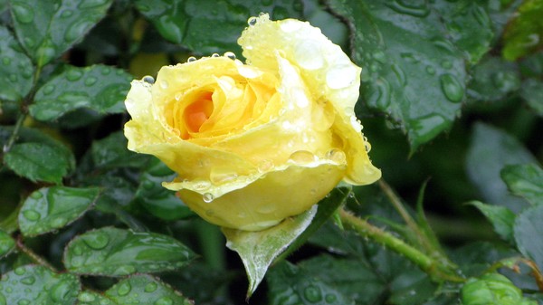 YellowRose001
