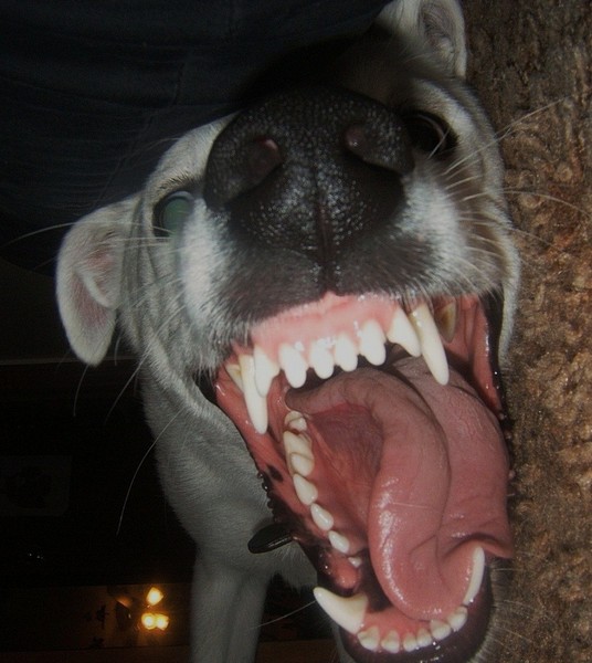 SeamusIII