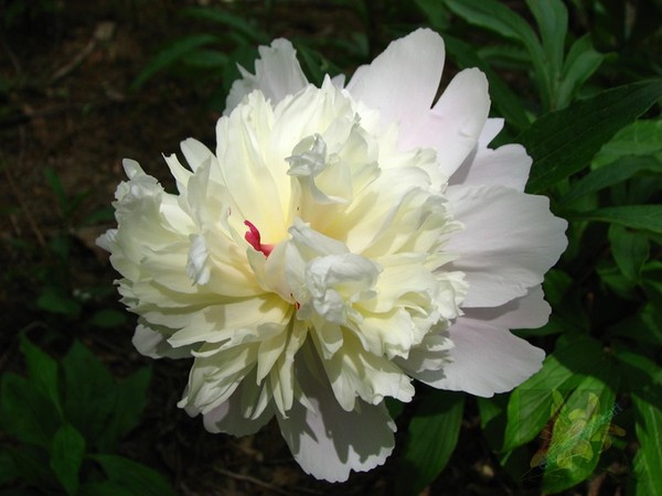 Shady Peony