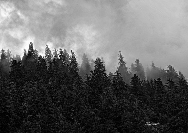 Tree Fog