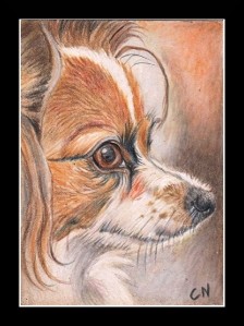 nc art aceo papillon dog 