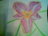 Lilly