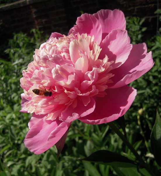 Bee Just Being A Bee