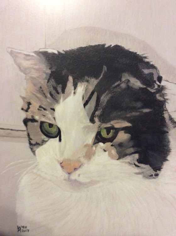 Buster..a one eared rescue cat.