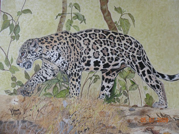 A rare Jaguar