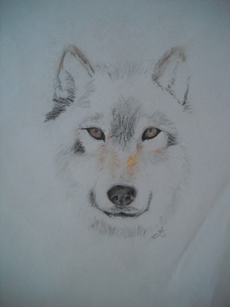 wolf