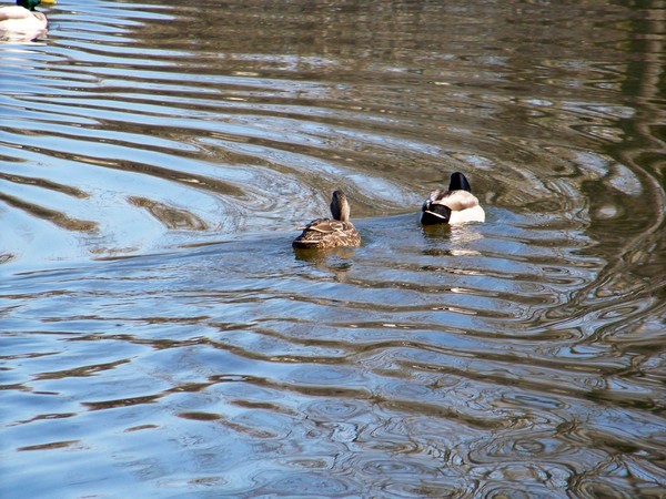 Floating Away