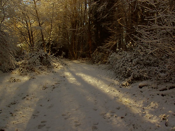 winterwoods