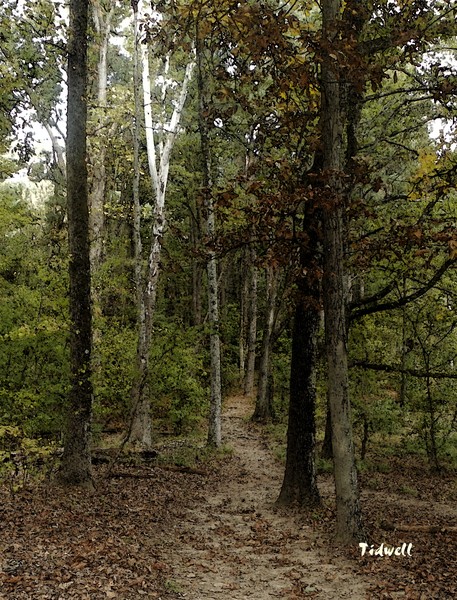 Winding Path 2011