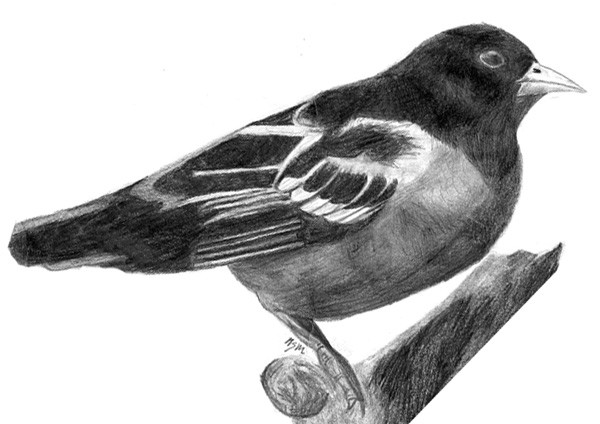 Bird