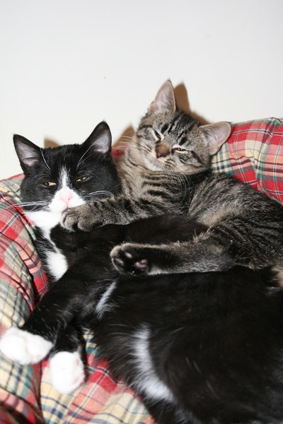 Sleepy Kittens