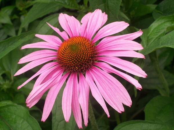 Purple Cone Flower