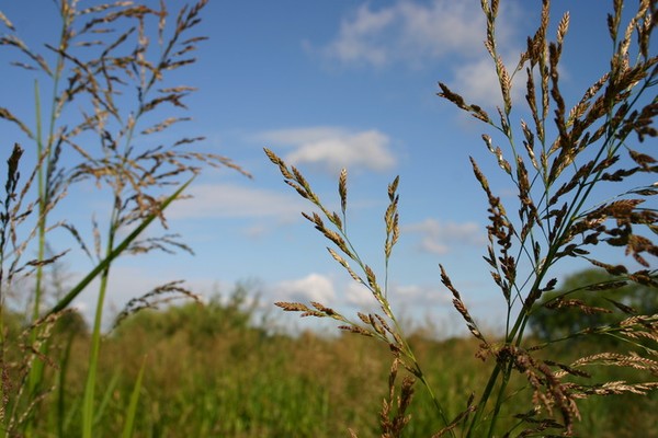 codak