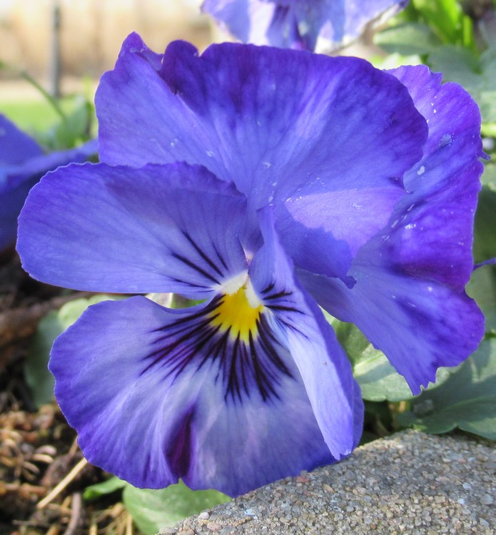 PURPLE PANSY