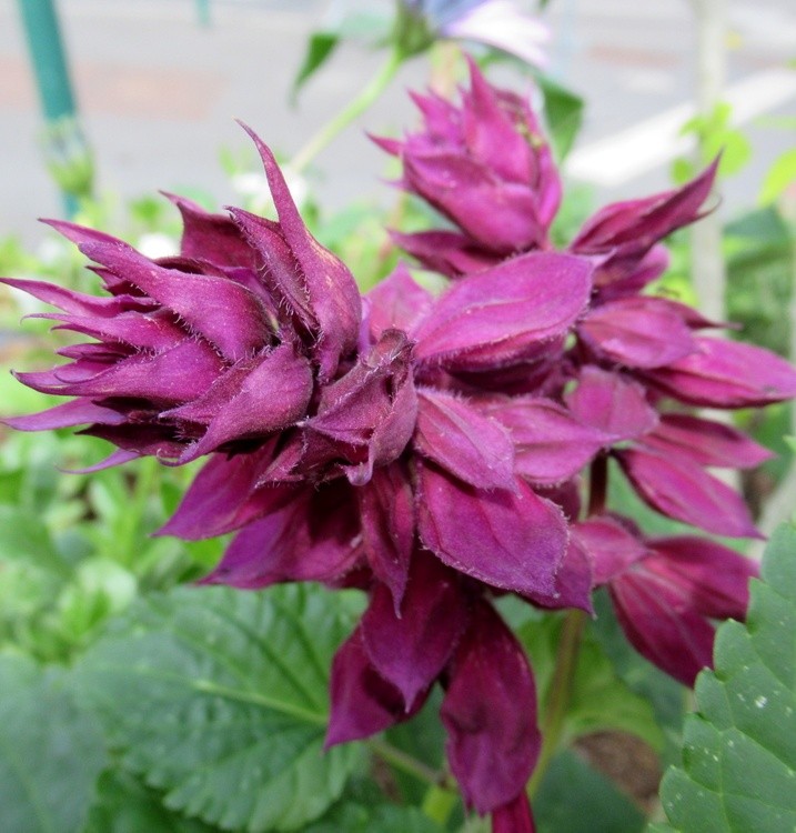 SAGE