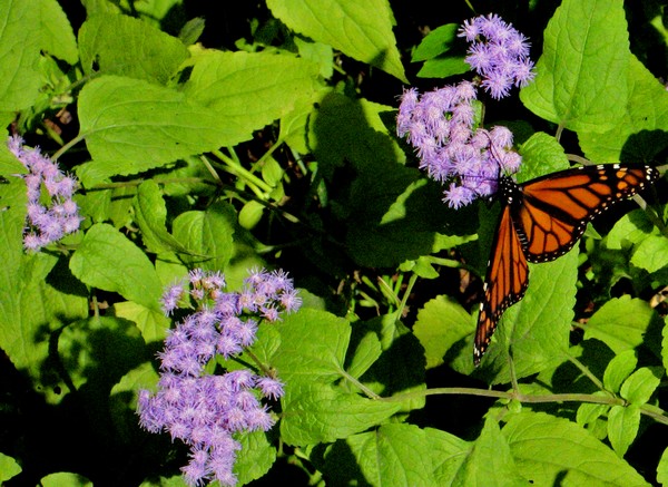 Butterfly