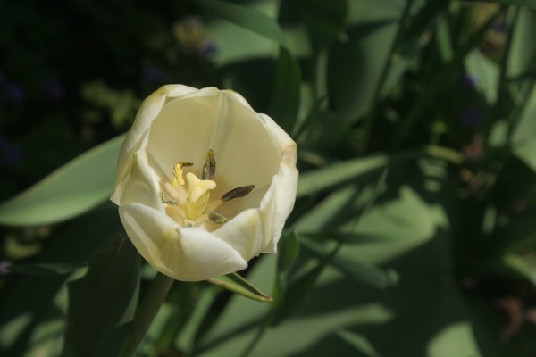 a last glimpse of the petals