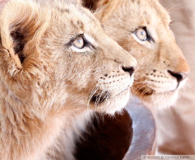 serie This is Africa/Baby lions