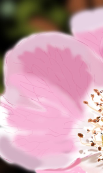 PinkRose 