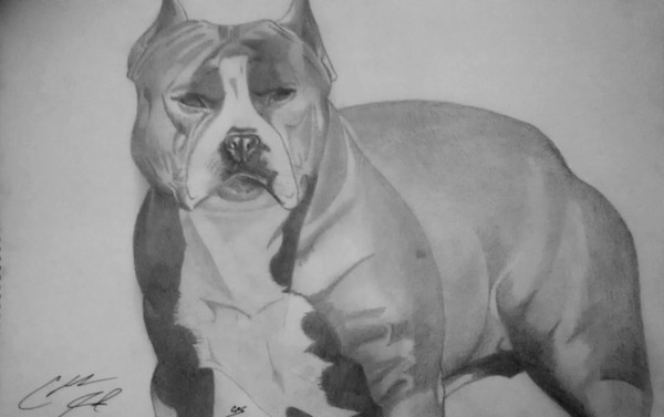Rhino Pitbull