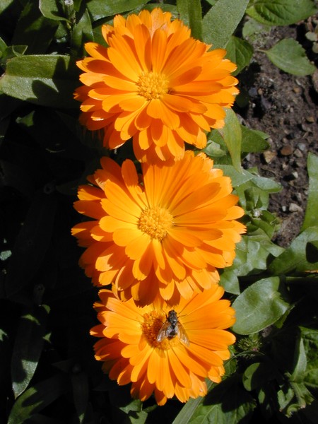 Fly on the Flower