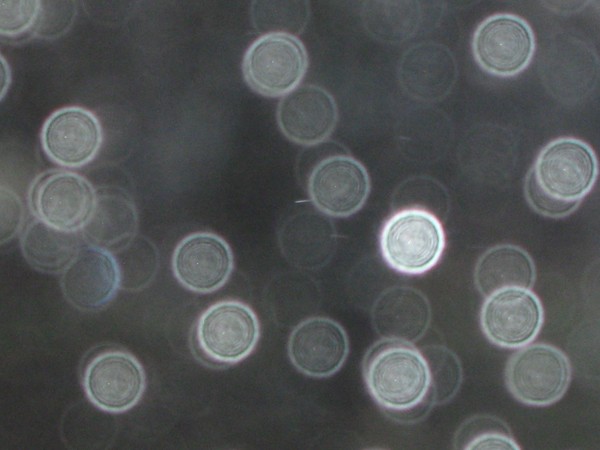 Window Drops