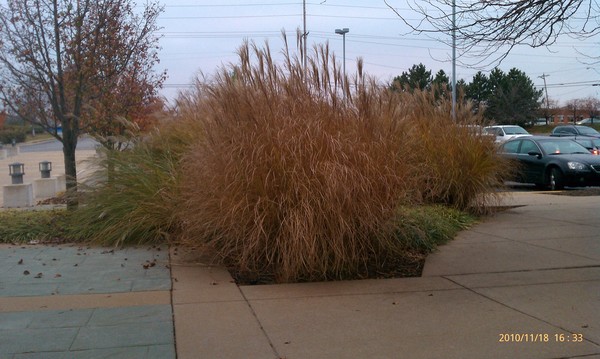 Bush