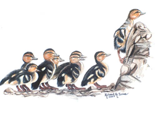Baby Mallard Ducks Searching