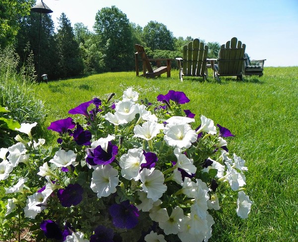 Purple and White Petunias