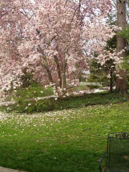 Magnolia Tree