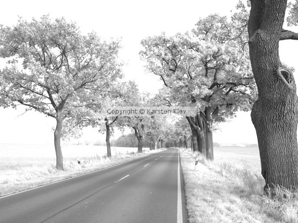 White Trees