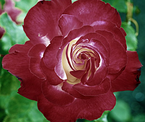 Rose 3