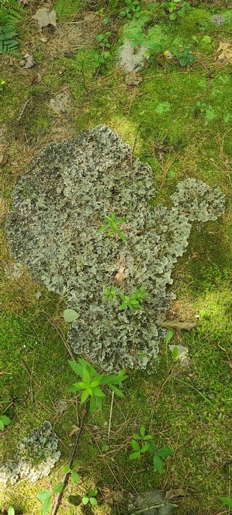 FUNGI