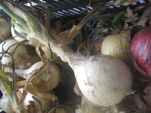 Some kind of bulbs at the farmers  market