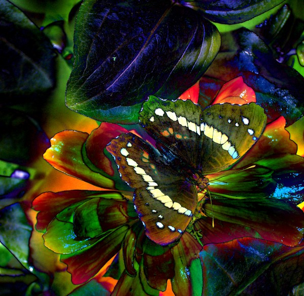 green wings