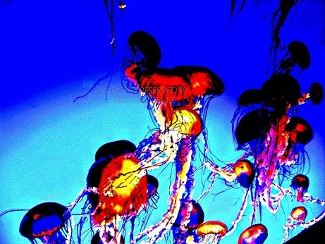 Jellies II