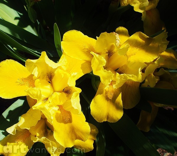 YELLER GOLD