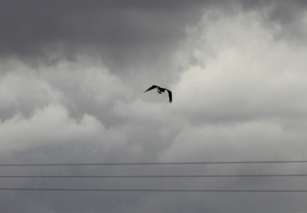 Osprey with its catch.