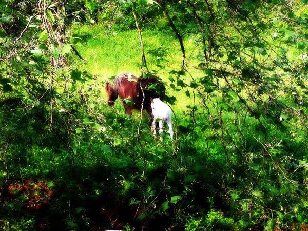 Momma and Baby