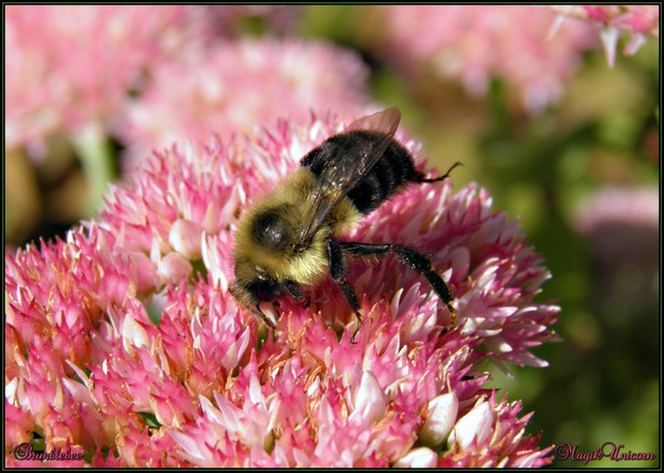 Bumblebee
